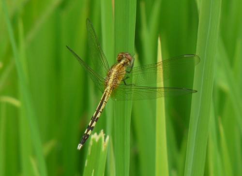 Réf. 194 657 : Erythrodiplax umbrata